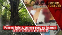 Isang balete sa Zamboanga Del Norte, nakitaan ng mga litrato?! | Kapuso Mo, Jessica Soho