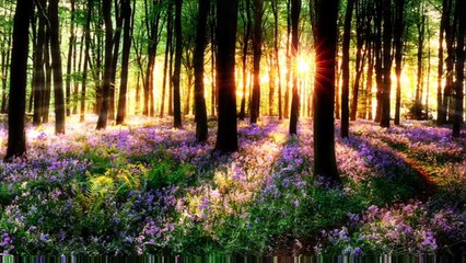 Âm nhạc thư giãn trị liệu với cảnh đẹp nhân gian - Bản hòa tấu ánh sáng tuyệt đỉnh của thiên nhiên