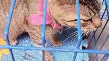 NEWLY ADOPTED CAT 