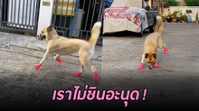 ขำหนักมาก เมื่อน้องหมาลองใส่รองเท้าครั้งแรก