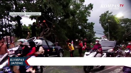 Pohon Tumbang Timpa Mobil Tagana, 1 Penumpang Terluka