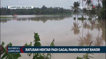 Akibat Banjir, Ratusan Hektar Tanaman Padi Gagal Panen