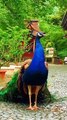 very beautiful stylish peacock