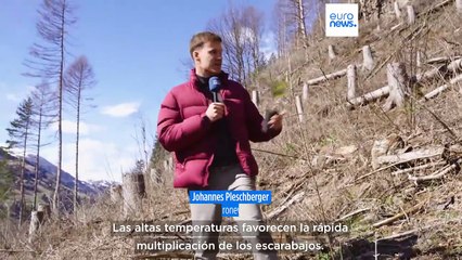 Europa combate la mayor plaga de escarabajos de la corteza desde principios de siglo