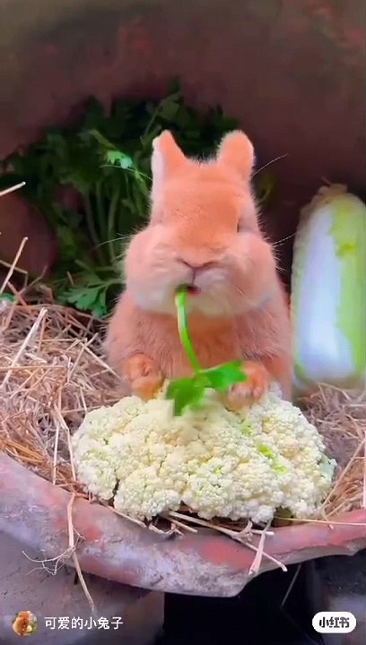 Cute Rabbit