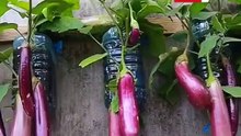 Bagong paraan sa pagtanim ng talong