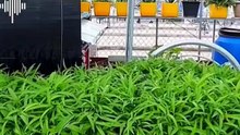 Diskarte sa pagtanim ng upland kangkong