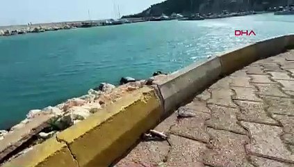 Balon balıkları için 'karada ölüm' uyarısı