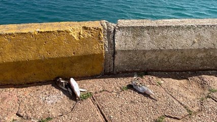 Balon balıkları için ‘karada ölüm’ uyarısı