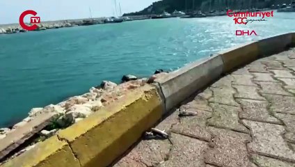 Profesör anlattı: Balon balıkları için 'karada ölüm' uyarısı