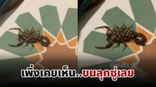 ขนลุกซู่ ลูกแมงป่องเกาะเต็มหลังแม่ กำลังย้ายเข้าบ้าน