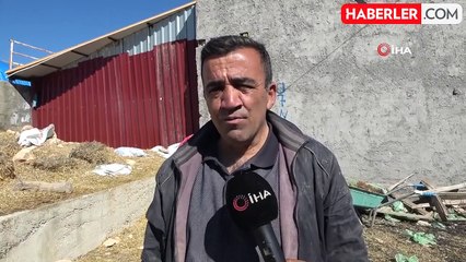 Depremin vurduğu Malatya'da hayvan yetiştiricileri üretimini sürdürüyor