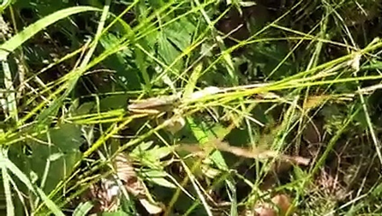 stauroderus scalaris