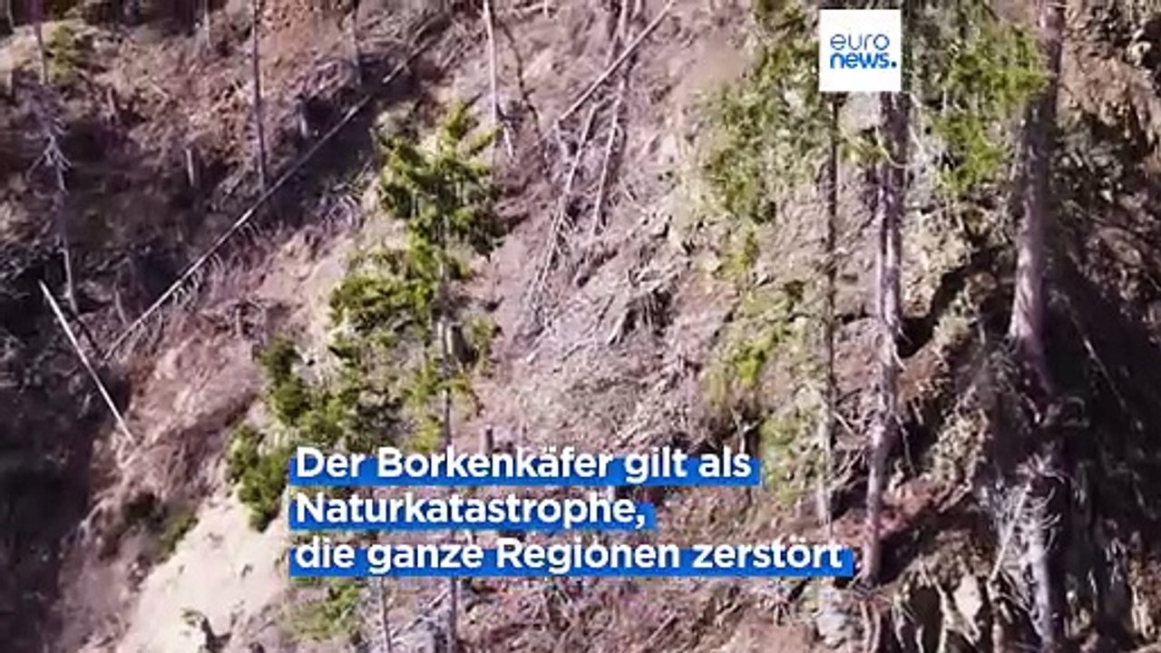 Drohnen gegen den Borkenkäfer - im Pustertal in Österreich