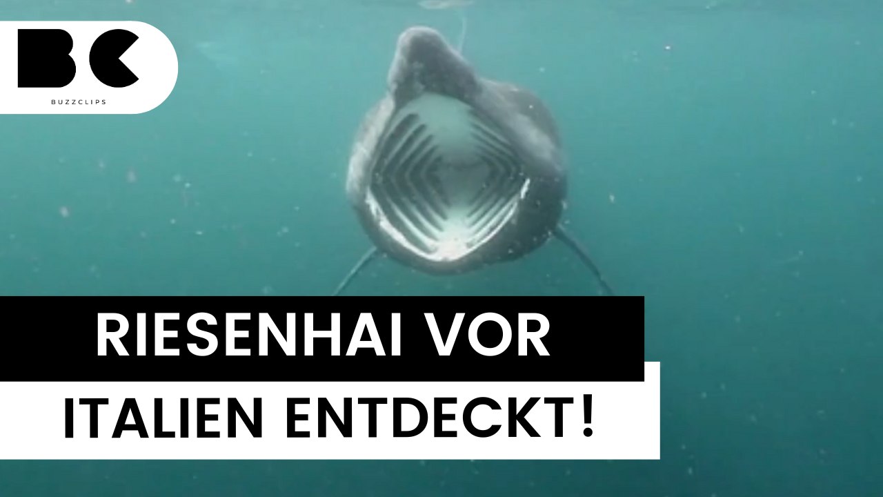 Adria: Riesenhai vor Italien gesichtet