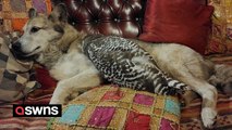 Meet the unlikely best friends - dog who is pals with OWLS and loves to cuddle and go on walks with them