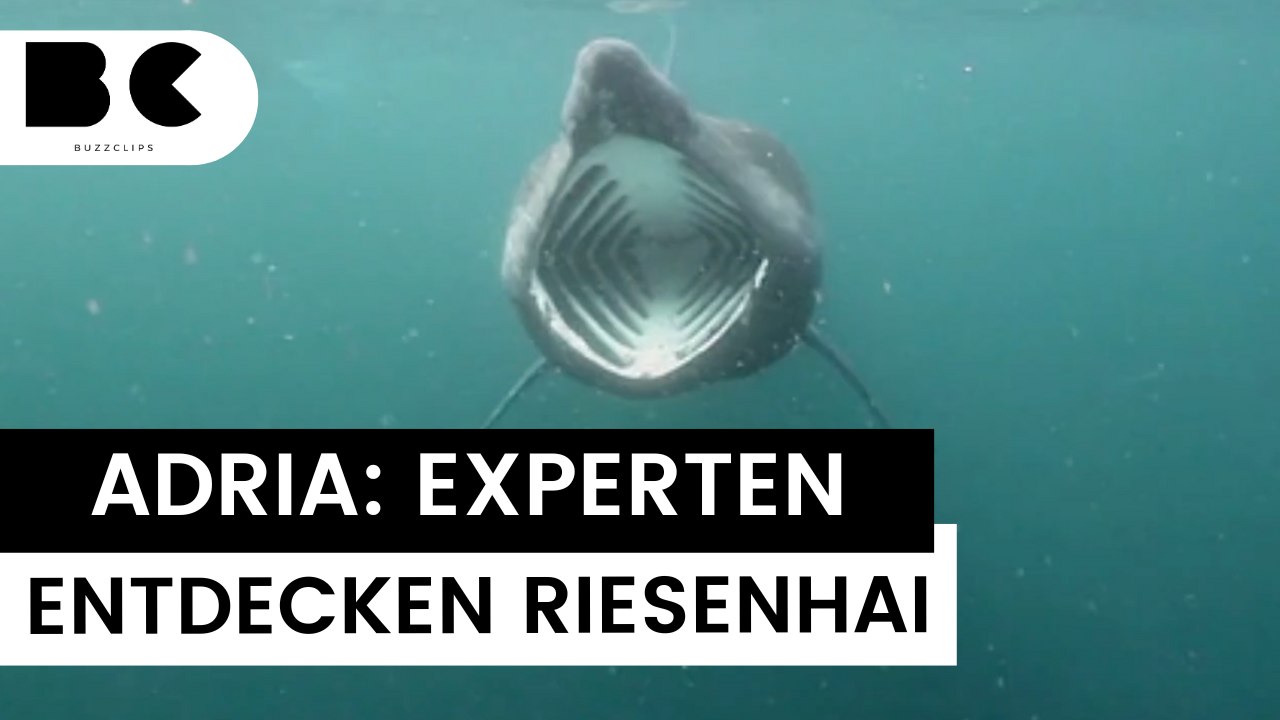 Experten staunen über sichtung von riesenhai