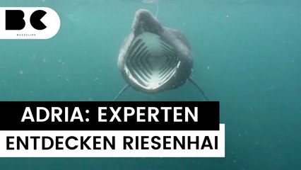Unglaubliche Sichtung: 8-Meter-Riesenhai im Golf von Triest entdeckt 🦈