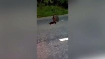 Wallaby startles motorist on UK main road