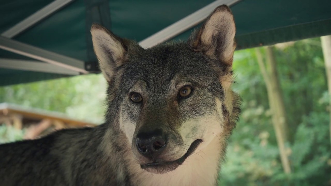Im Land der Wölfe - Trailer (Deutsch) HD
