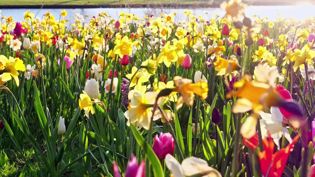 Achtung, giftig: diese frühlingspflanzen können für kinder und tiere gefährlich werden