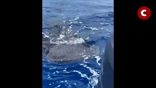 Saint-Paul : ils tombent nez à nez avec un requin baleine