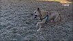 Adopté après 700 jours de refuge, ce vieux chien redevient un véritable chiot en découvrant son nouveau jardin (vidéo)