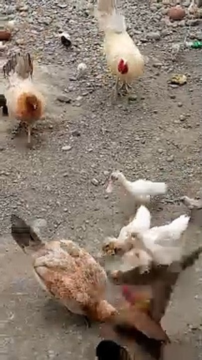 chicken farm