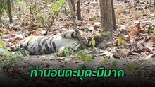 เสือโคร่งบะลาโกล นอนหลับโชว์พุงพลุ้ยหมดลุคความดุ ตะมุตะมิมาก