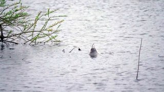 Two seals spotted swimming in Cut-Off Channel between Stoke Ferry and Wretton almost 30 miles from sea