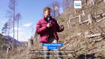 Austria, droni per far risorgere le foreste distrutte dal bostrico dell'abete rosso