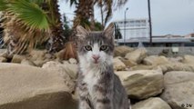 Cyprus: feline coronavirus raises fears