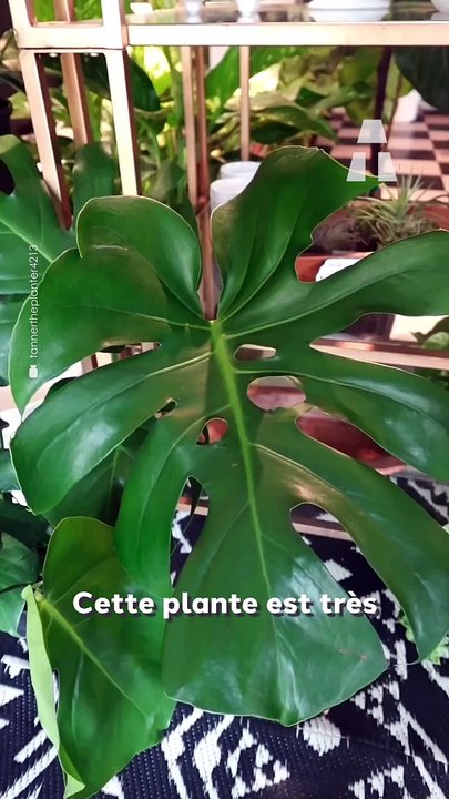 Cette Plante est Très Différente des Autres ! 