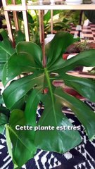 Cette Plante est Très Différente des Autres ! 