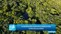 La biodiversité renforce la résilience des forêts face au climat