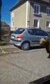 Urso filmado a correr junto a carros e pessoas em cidade da Eslováquia