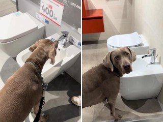 Il cane è abituato a bere dal bidet: ecco cosa succede quando la padrona lo porta in un negozio di sanitari
