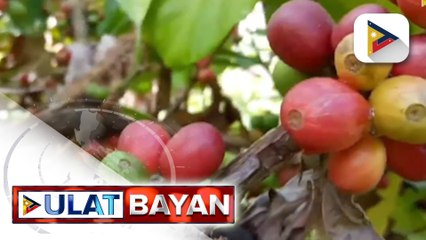 DA, pinag-aaralan ang report kaugnay sa nawawalang coffee seedlings