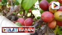 DA, pinag-aaralan ang report kaugnay sa nawawalang coffee seedlings