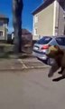 Urso filmado a correr junto a carros e pessoas em cidade da Eslováquia