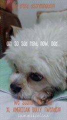 Stop Breed Discrimination!