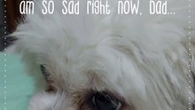 Stop Breed Discrimination!