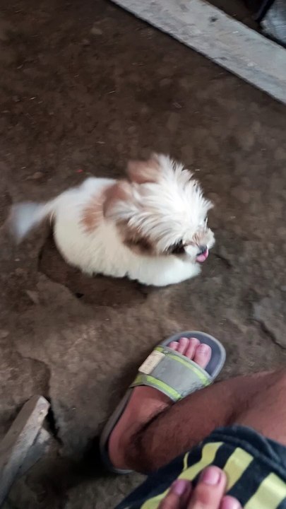 pet 2
