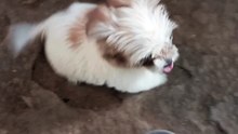 pet 2