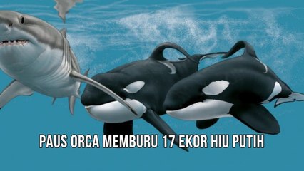Paus Orca Memburu 17 Ekor Hiu Dalam Waktu Dua Jam