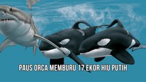 Paus Orca Memburu 17 Ekor Hiu Dalam Waktu Dua Jam