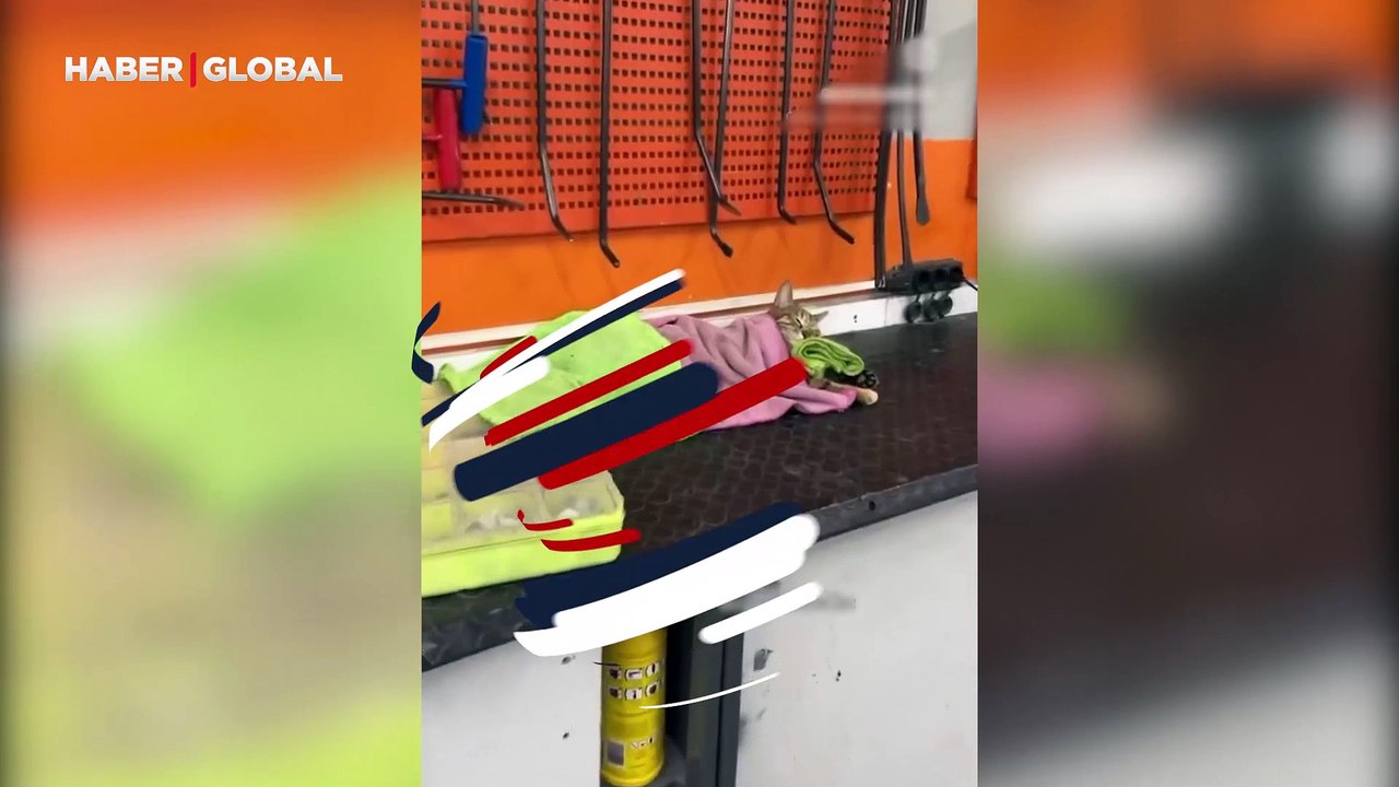 Orucu uykuya tutturan "miyav usta" kısa sürede viral oldu