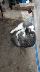 Lovers❤️❤️❤️