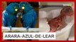 Filhote de espécie de arara-azul ameaçada de extinção nasce no Zoológico de São Paulo
