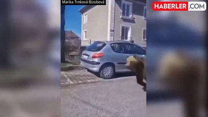 Slovakya'da ayı saldırılarında beş kişi yaralandı: OHAL ilan edildi